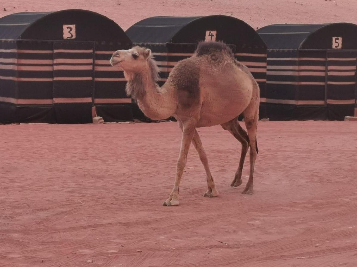 Desert Dream Camp Wadi Rum Extérieur photo